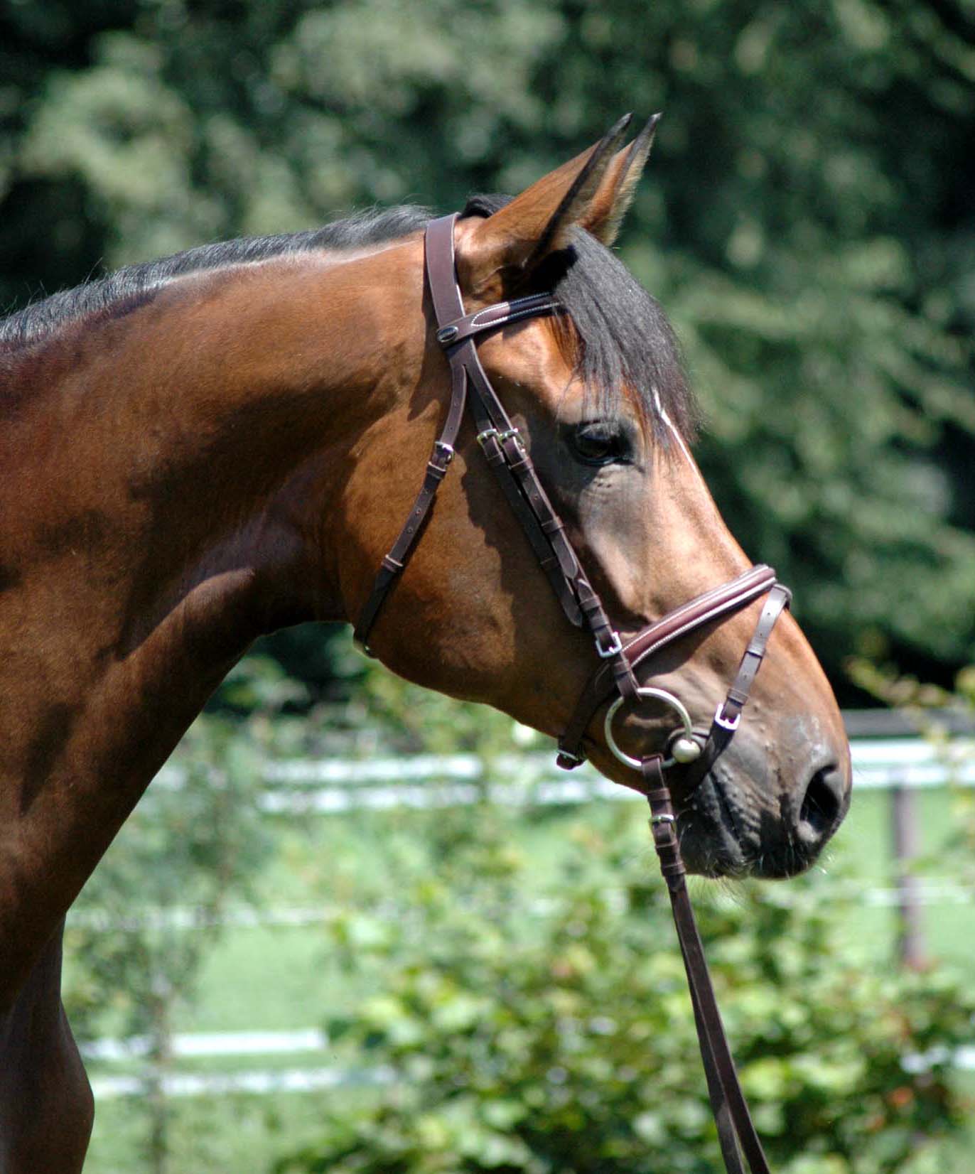 VerbPrSt. Rivana W von Riccione - Champus - Mephistopheles - Bernstein - Patron